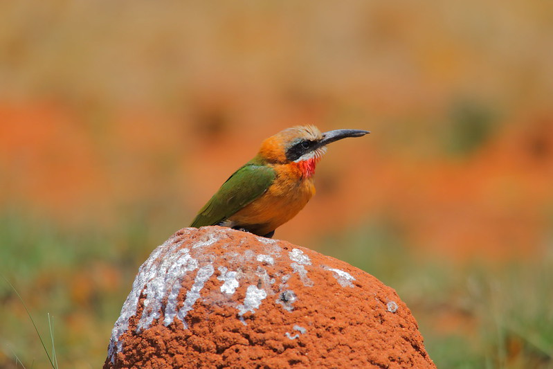 south africa birding tours