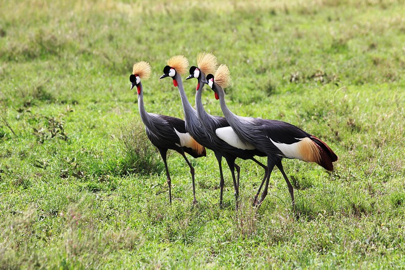 uganda birding safaris