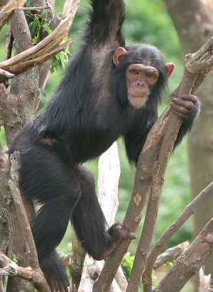 Ngamba Island Chimpanzees