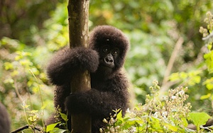 Virunga-National-Park