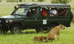 African Safari Game drives