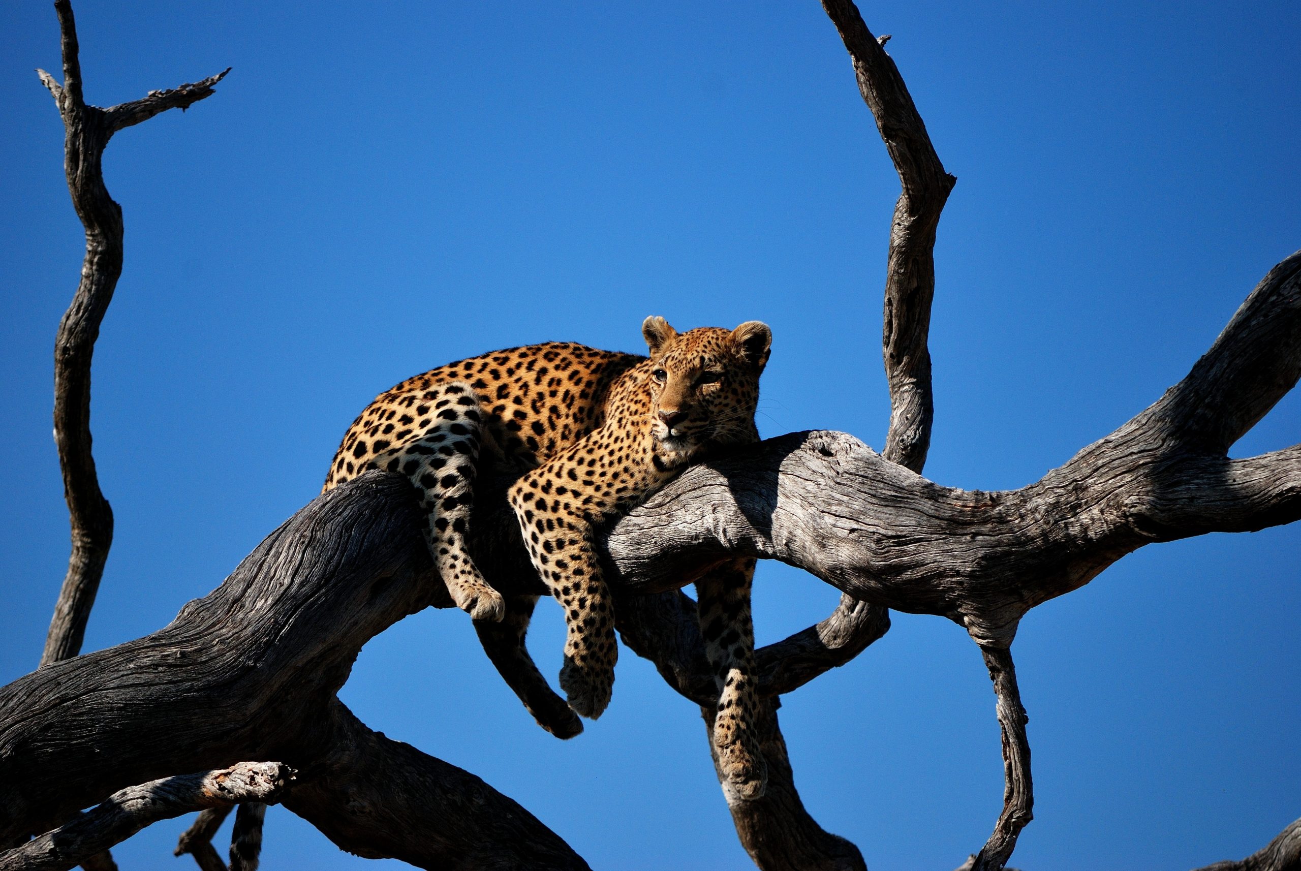 Botswana leopald