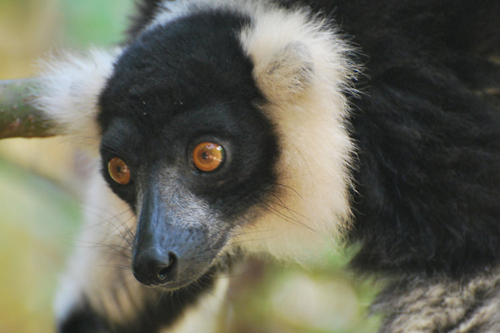 madagascar lemur primates