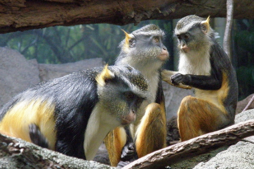 monkeys of madagascar
