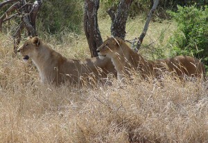 Serengeti Lion Safari